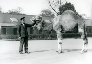 A Dromedary or Arabian Camel with Keeper W. Styles at London Zoo, 1923